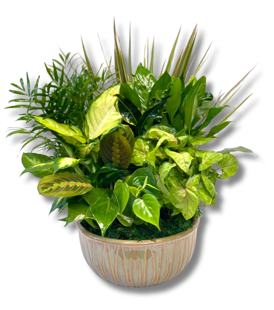 Plants for delivery in Burke